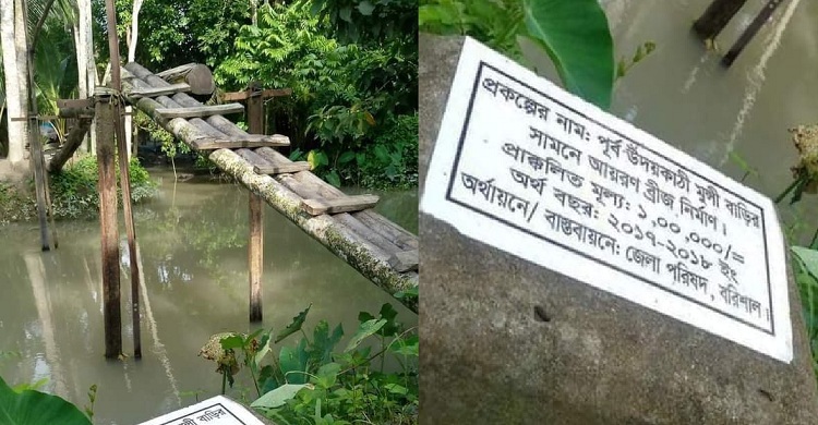 লাখ টাকার আয়রন ব্রিজের পাটাতনে সুপারি গাছ!